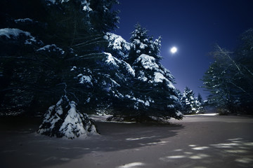 Night photo. Fluffy huge firs in the snow in a clearing. Winter night landscape.