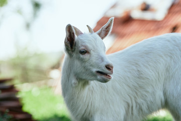 goat on the meadow