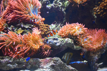 Naklejka na ściany i meble Clownfish and Paracanthurus in coral