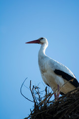 stork in its nest on a sunny winter day