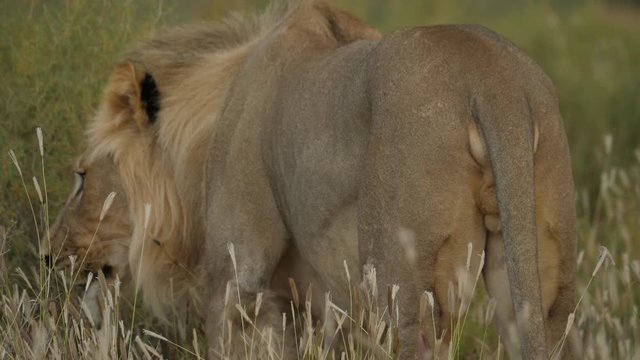 African Lion in the Kgalagadi Transfrontier National Park, Botswana