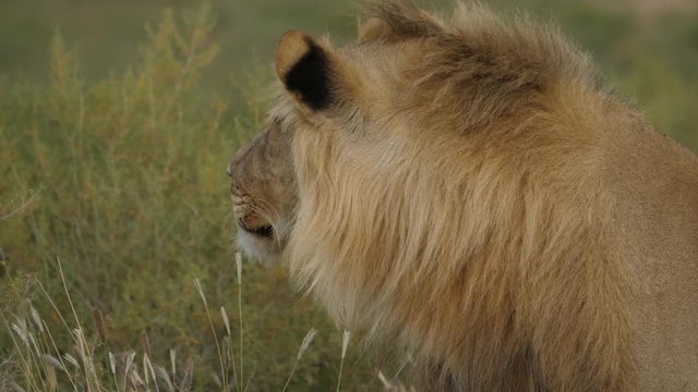 African Lion in the Kgalagadi Transfrontier National Park, Botswana