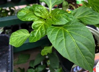 Close up of Sweet bell pepper plant in a white pot