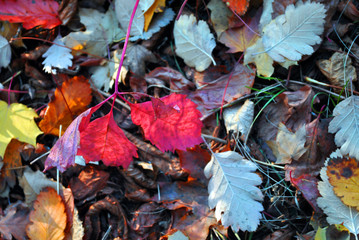 Colorful autumn leaves on the ground, top view, natural organic background