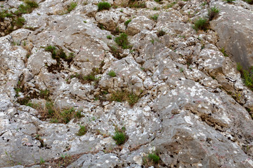 lichen, plants on gray rock