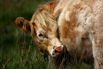 Fototapeta premium Cow itching