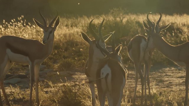 Springbok in the Kgalagadi Transfrontier National Park