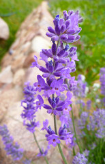 Purple Lavender blossom on stone background. Lavender bush growing in garden. Lavender flowers on ancient stone wall. Wild violet lavender blooming flowers. Provence nature. Countryside landscape