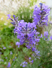 Fototapeta premium Purple Lavender blossom on stone background. Lavender bush growing in garden. Lavender flowers on ancient stone wall. Wild violet lavender blooming flowers. Provence nature. Countryside landscape