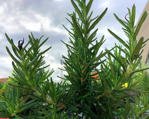 Medium wide shot of stalks of rosemary in a greenhouse
