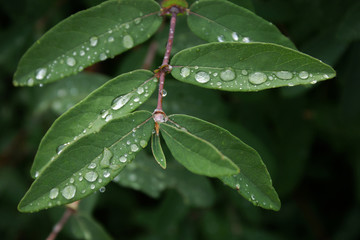 Honeysuckle branch with green leaves after rain