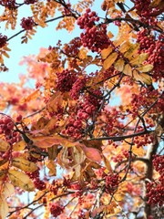 autumn leaves on tree