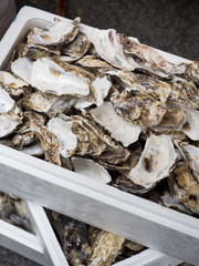 牡蠣の殻