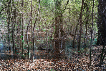 Marsh and swamp in a deep forest