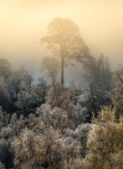 Beautiful tree on a cold winter morning with fog and frost at Glen Affric in the highlands of Scotland. It was a beautiful sunrise with warm golden light.