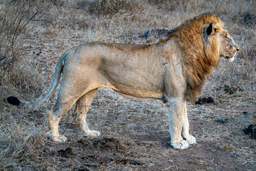 male lion in kruger park south africa rady to hunt - obrazy, fototapety, plakaty