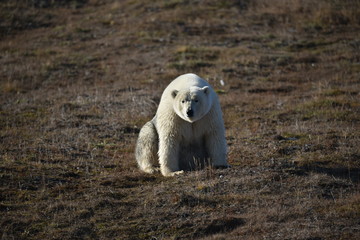 Polar Bear on Wrangel Island
