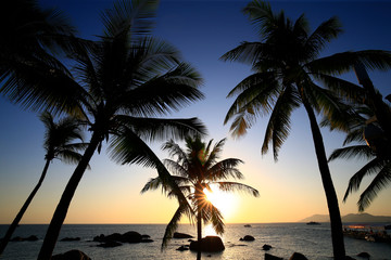Fototapeta na wymiar Coconut trees against a blue sky