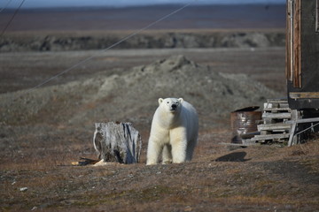 Polar Bear on Wrangel Island