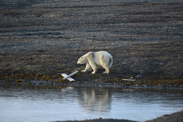 Polar Bear on Wrangel Island