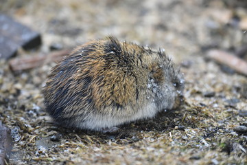 Lemming on Wrangel Island