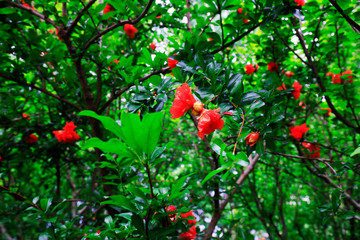 Obraz premium Pomegranate flowers in the park