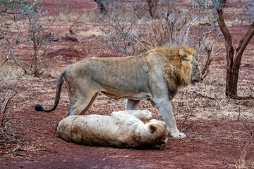male and female lions after mating in kruger park south africa