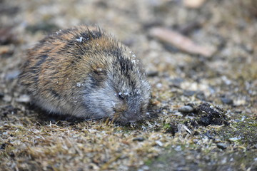 Lemming on Wrangel Island