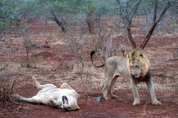 male and female lions after mating in kruger park south africa