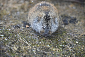 Lemming on Wrangel Island