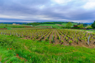 Fototapeta na wymiar vineyards and countryside in Beaujolais, France