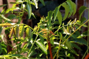 Fototapeta na wymiar Natural for background, neem leaves 