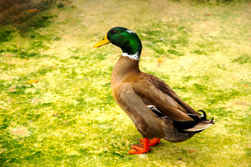 wild duck, walking happily in the morning