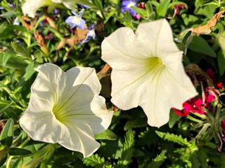 Close up of a two white hybrid petunia flowers in a garden