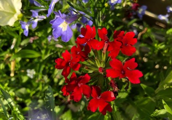 Brilliant red and purple flowers in a garden