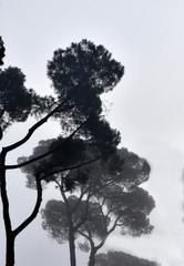 Sagome di Pini Marittimi