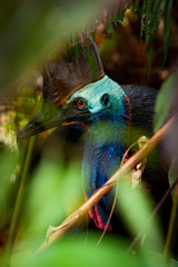 Obraz premium close up on colourful Cassowary Bird face, crane and long eyelashes North Qld