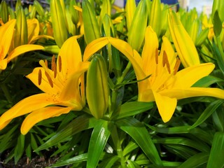 Close up of two yellow Asiatic lily flowers in a garden