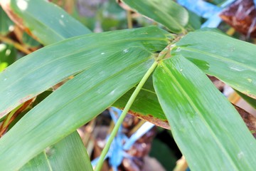 Obraz premium Bamboo leaf in thailand for background 