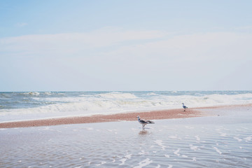 Seagull walking on the shore of the blue sea. White bird seagull on the beach against natural blue water background.