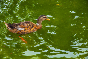 The ducks are swimming happily in the morning
