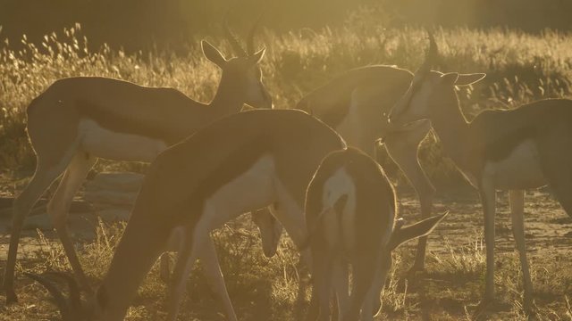 Springbok in the Kgalagadi Transfrontier National Park