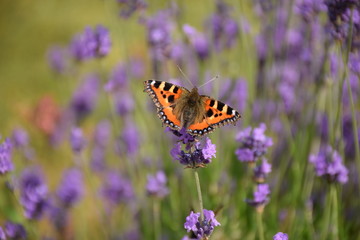 Tortoiseshell butterfly resting on lavender