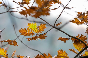 Feuilles d'automne