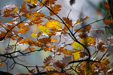 Feuilles d'automne