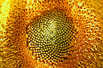 Ripe sunflower. Black sunflower seeds close-up. Harvest sunflower. Agriculture.