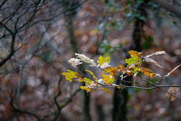 Feuilles d'automne