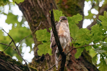 Eurasian sparrowhawk accipiter nisus sitting on branch of tree. Common forest hawk. Bird of prey in...