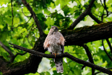 Eurasian sparrowhawk accipiter nisus sitting on branch of tree. Common forest hawk. Bird of prey in wildlife.