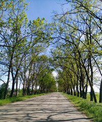 road with trees on the sides